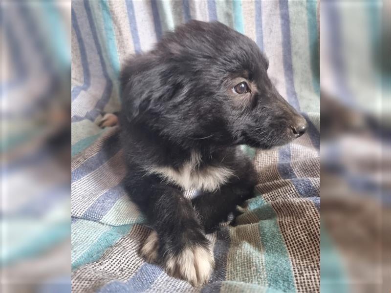 Hübsche ,kinderliebe und verspielte Border Collie x Collie Welpen