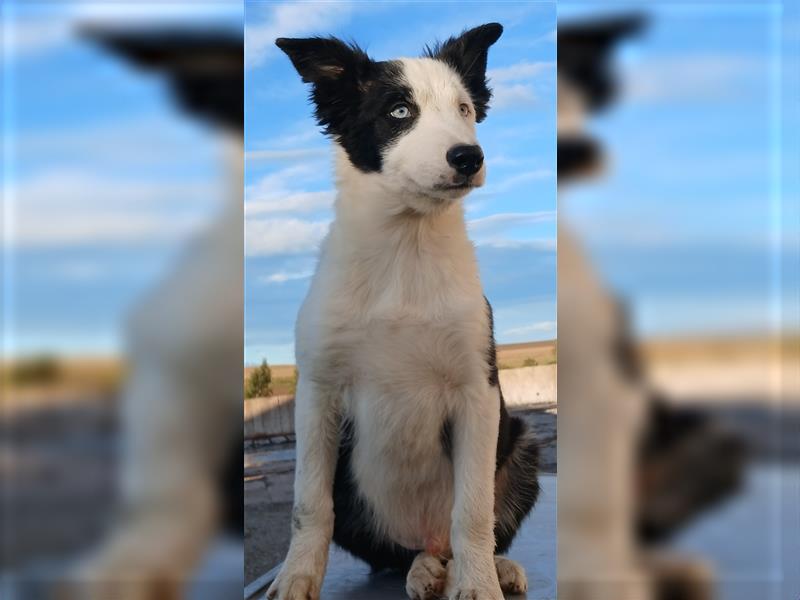 Reinrassige Border Collie Welpen