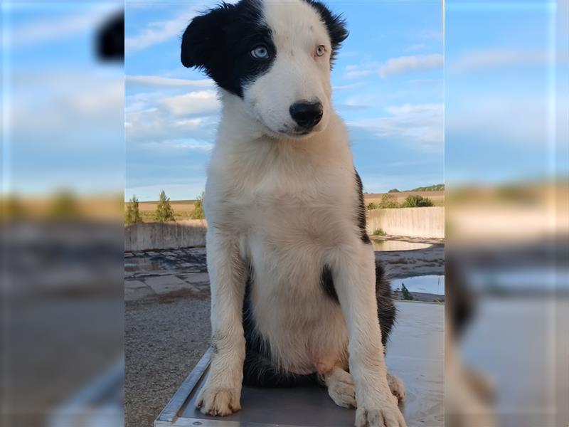 Reinrassige Border Collie Welpen