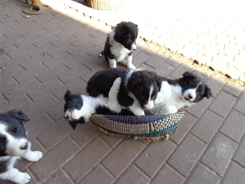 Border Collie Welpen wie Bolle; geb.26.o6.2024; reisebereit