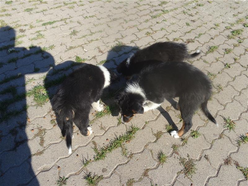 Border Collie Welpen wie Bolle; geb.26.o6.2024; reisebereit