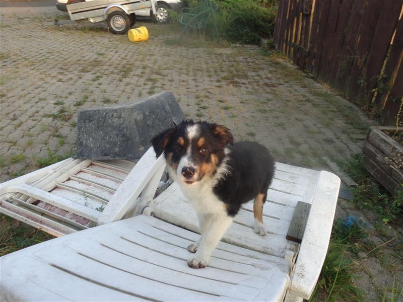 Border Collie Welpen wie Bolle; geb.26.o6.2024; reisebereit