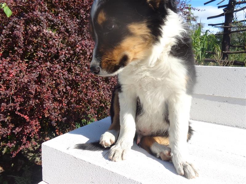 Border Collie Welpen wie Bolle; geb.26.o6.2024; reisebereit