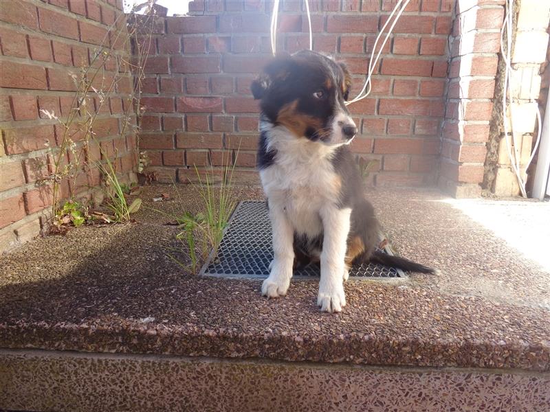 Border Collie Welpen wie Bolle; geb.26.o6.2024; reisebereit