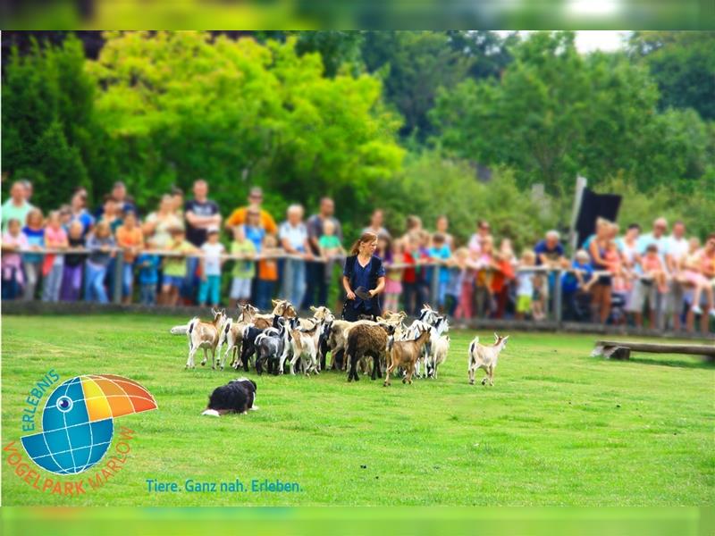 Border Collie Welpen wie Bolle; geb.26.o6.2024; reisebereit