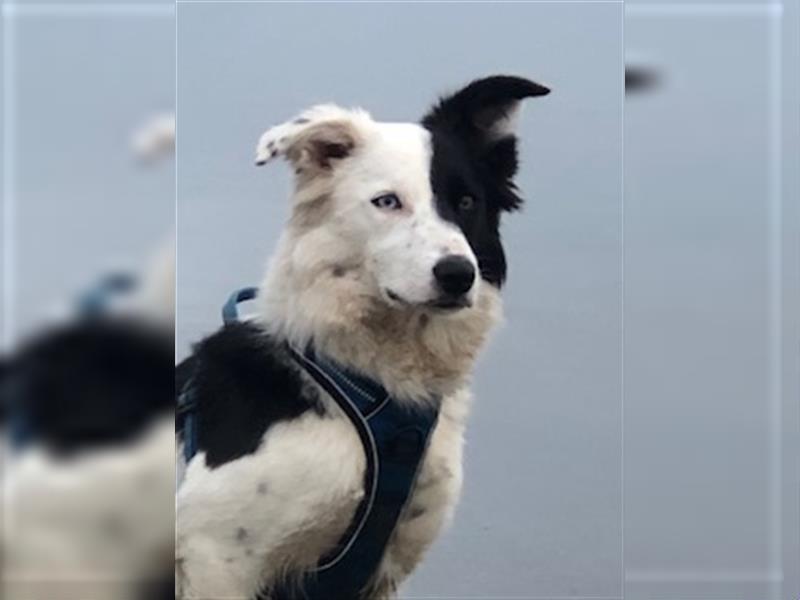 Border Collie Welpen wie Bolle; geb.26.o6.2024; reisebereit