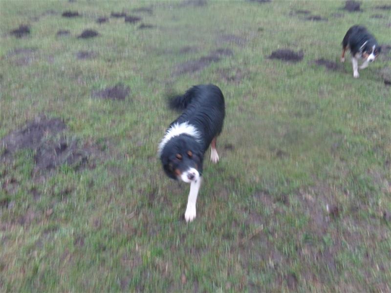 Border Collie Welpen wie Bolle; geb.26.o6.2024; reisebereit