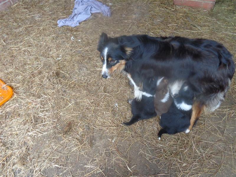 Border Collie Welpen wie Bolle; geb.26.o6.2024; reisebereit