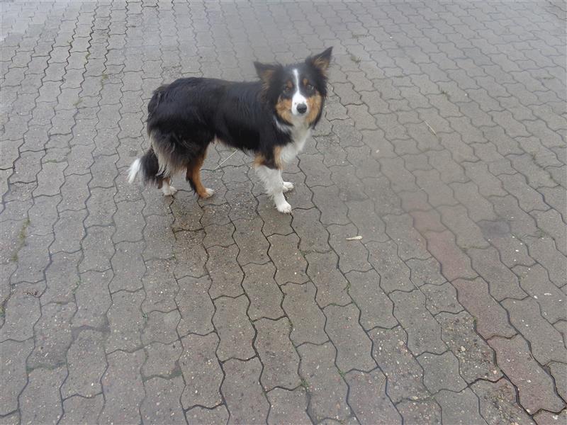 Border Collie Welpen wie Bolle; geb.26.o6.2024; reisebereit