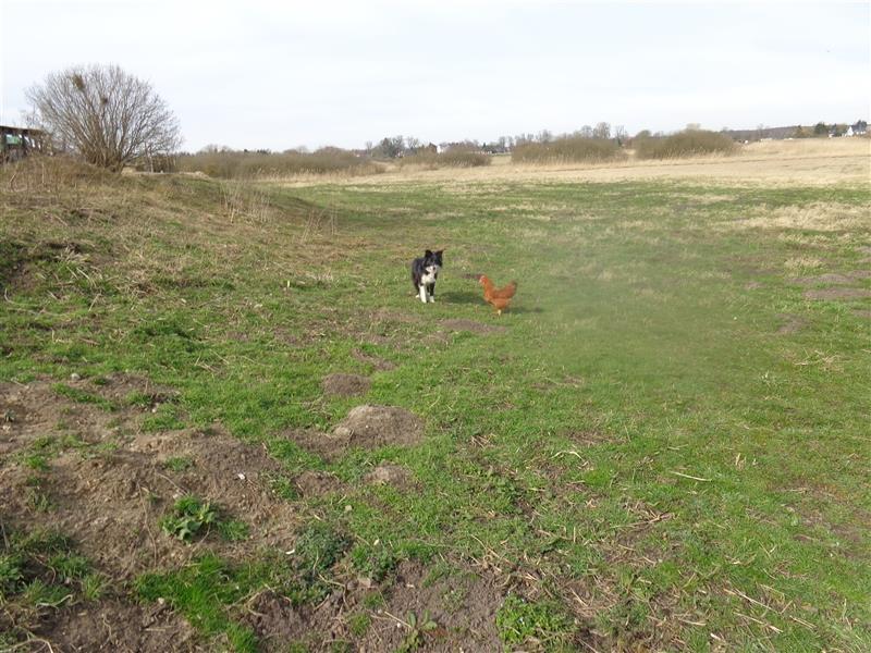 Border Collie Welpen wie Bolle; geb.26.o6.2024; reisebereit