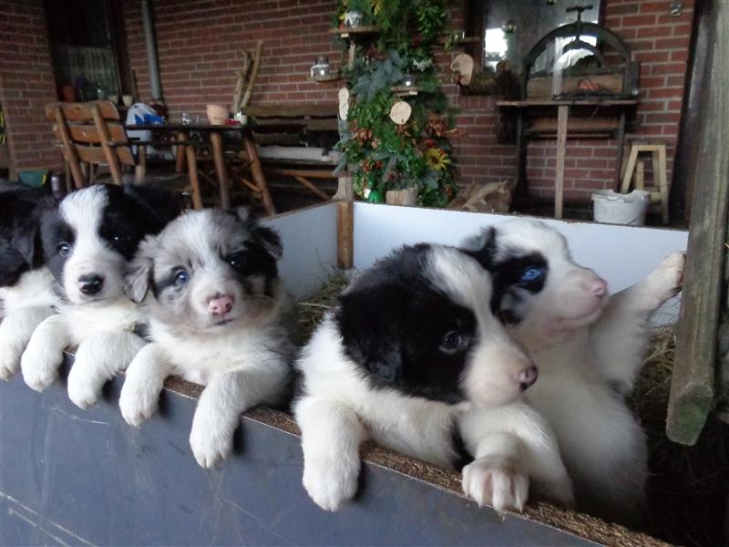 Border Collie Welpen wie Bolle; geb.26.o6.2024; reisebereit