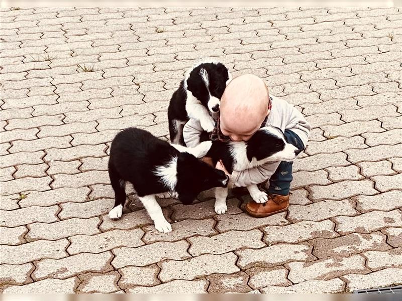 Border Collie Welpen wie Bolle; geb.26.o6.2024; reisebereit