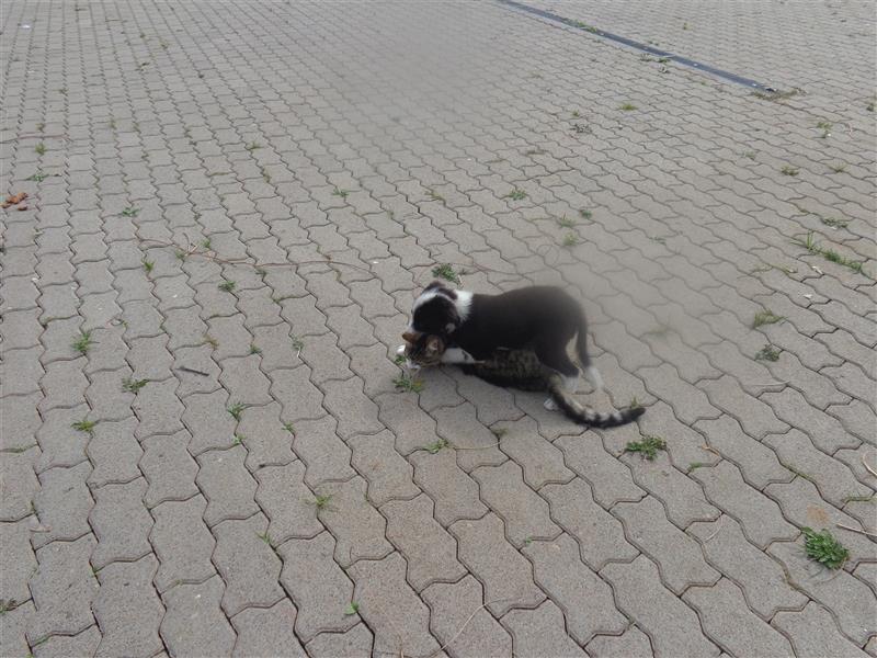 Border Collie Welpen wie Bolle; geb.26.o6.2024; reisebereit