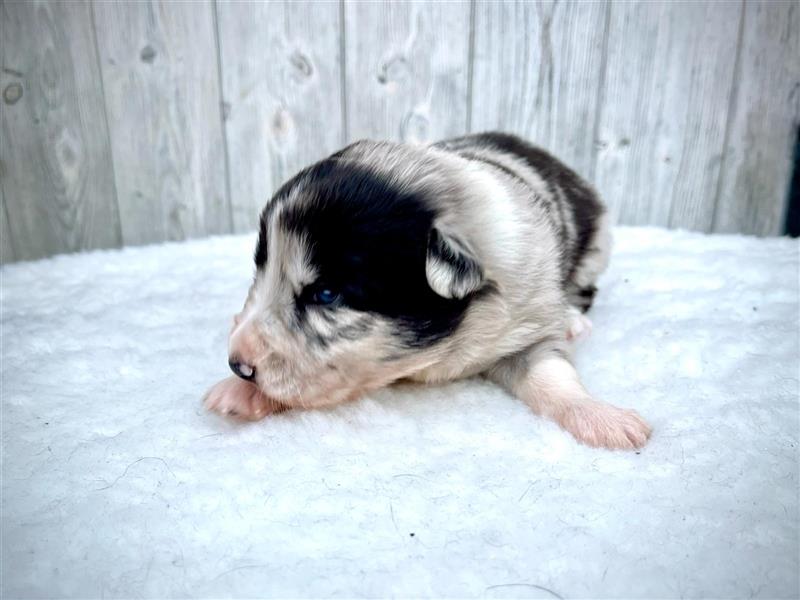 Border Collie Welpen