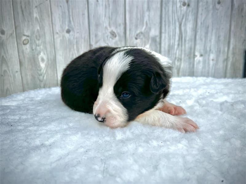 Border Collie Welpen