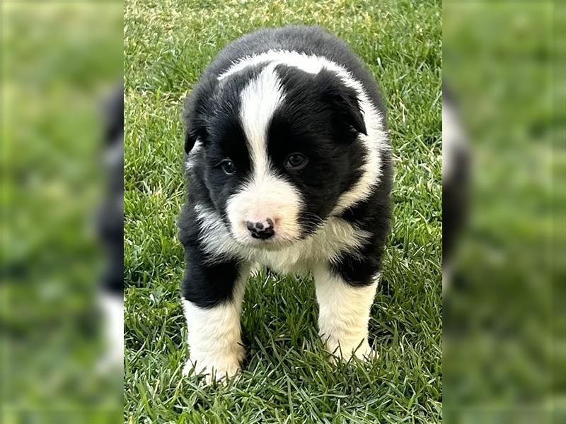 Border Collie Welpe