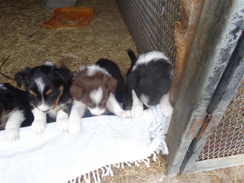 Border Collie Welpen wie Bolle