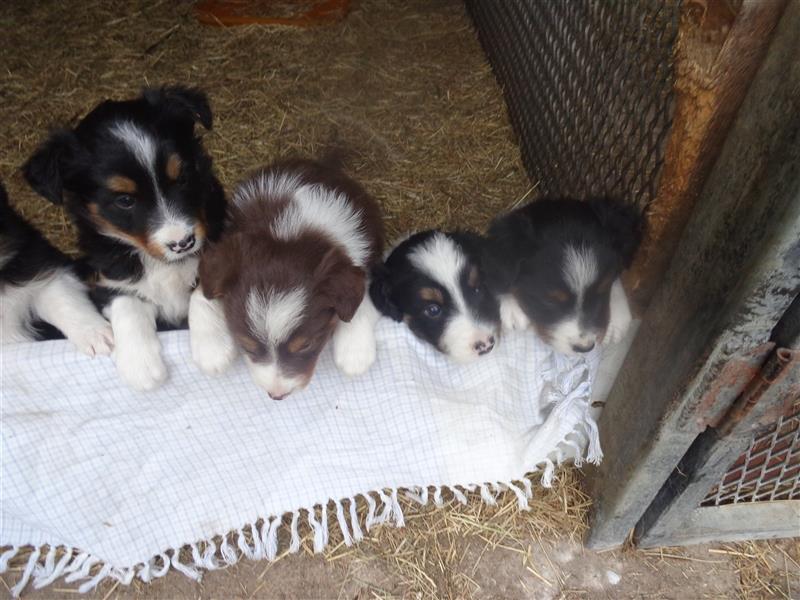 Border Collie Welpen wie Bolle