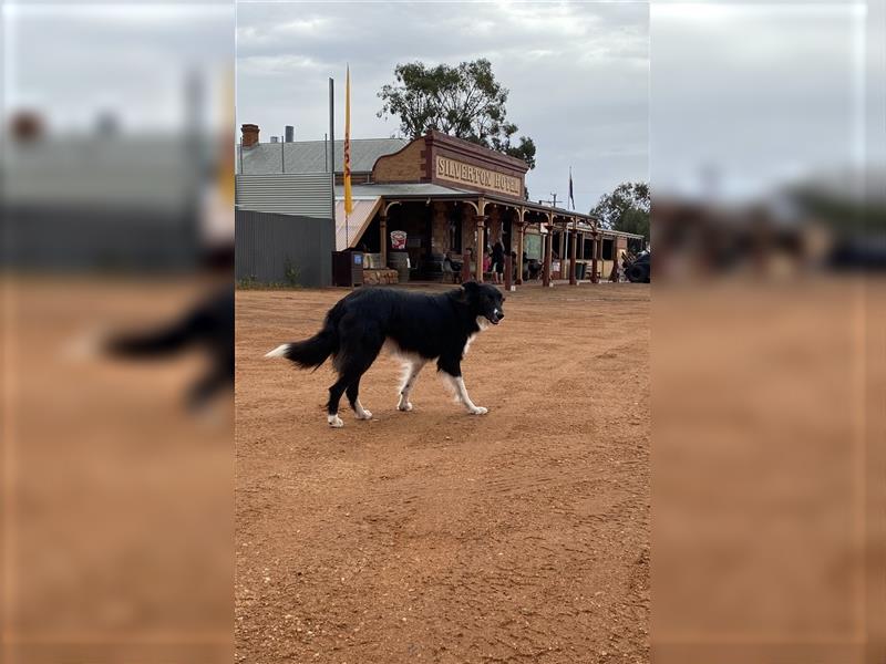 Border Collie Welpen wie Bolle