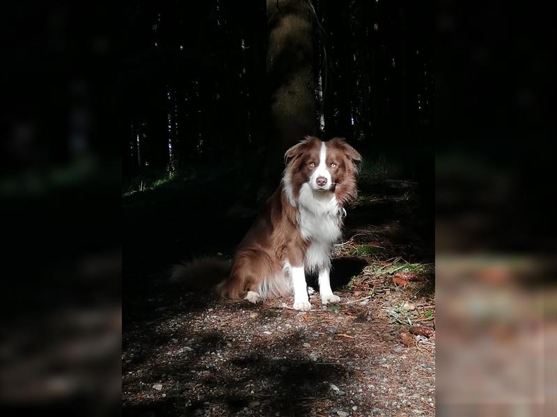 Deckrüde Border Collie chocolate-white