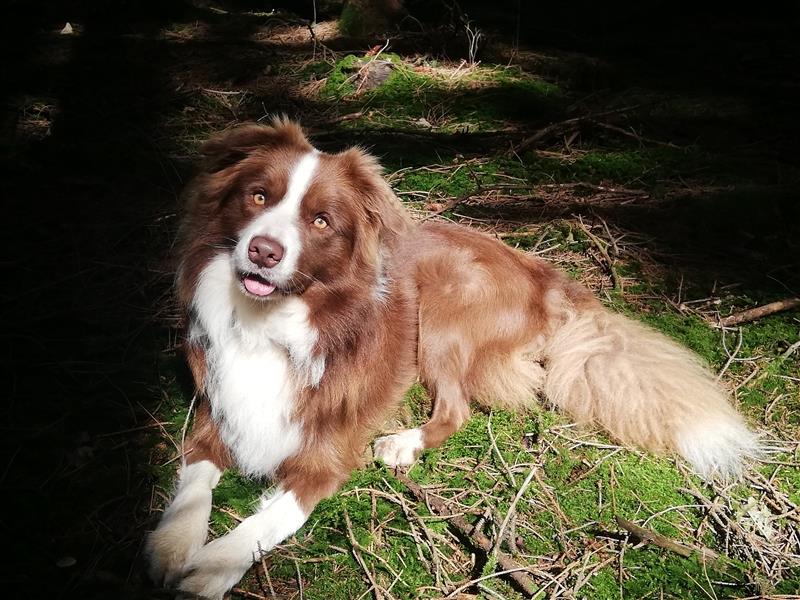 Deckrüde Border Collie chocolate-white