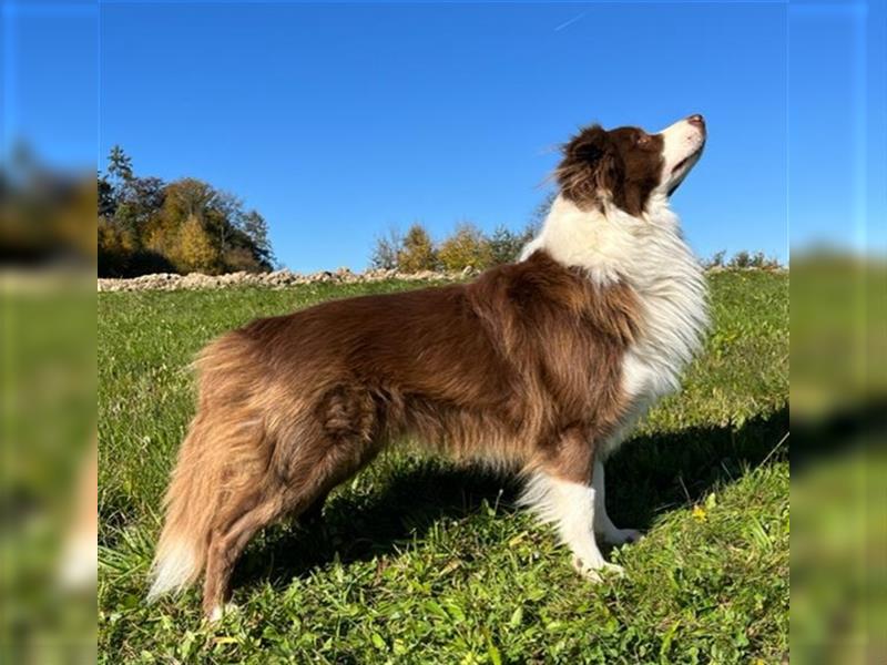 Deckrüde Border Collie chocolate-white