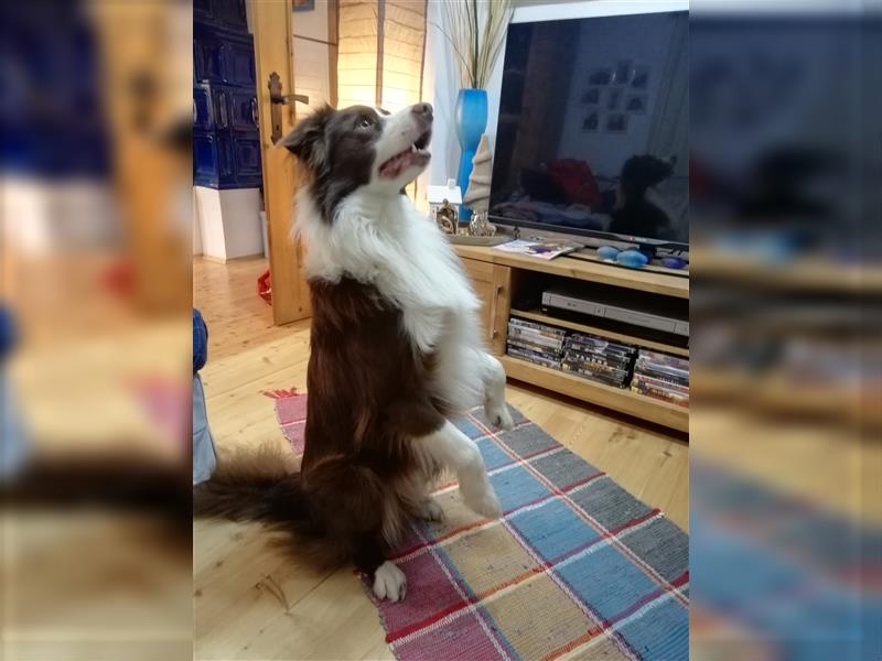 Deckrüde Border Collie chocolate-white