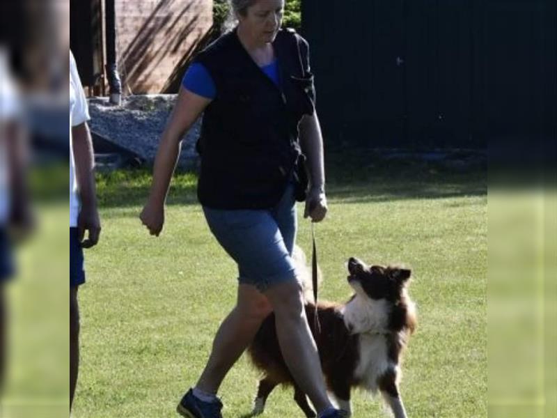 Deckrüde Border Collie chocolate-white