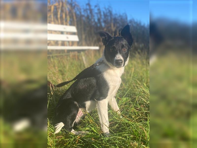 Border collie Junghund