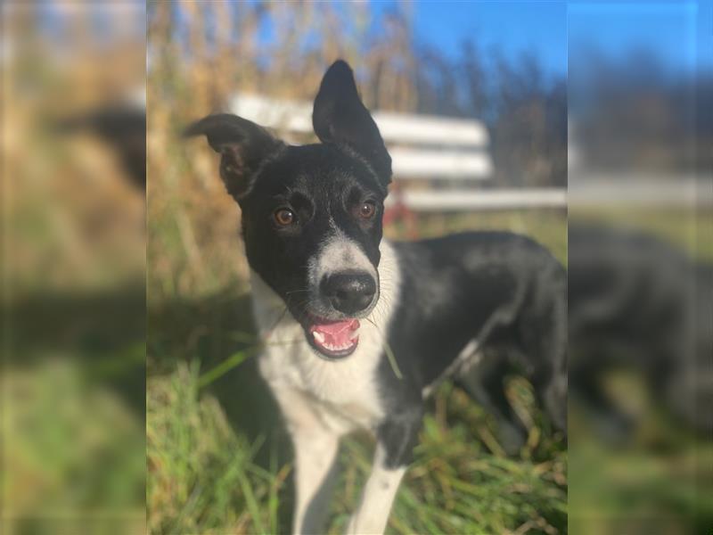 Border collie Junghund