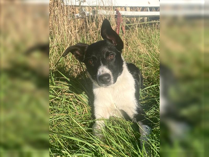 Border collie Junghund