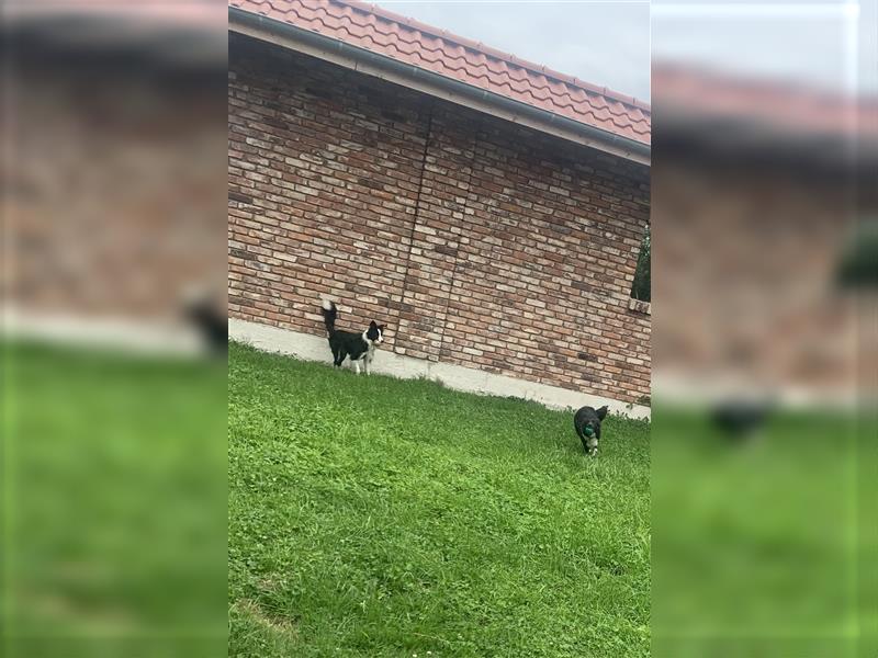 border collie