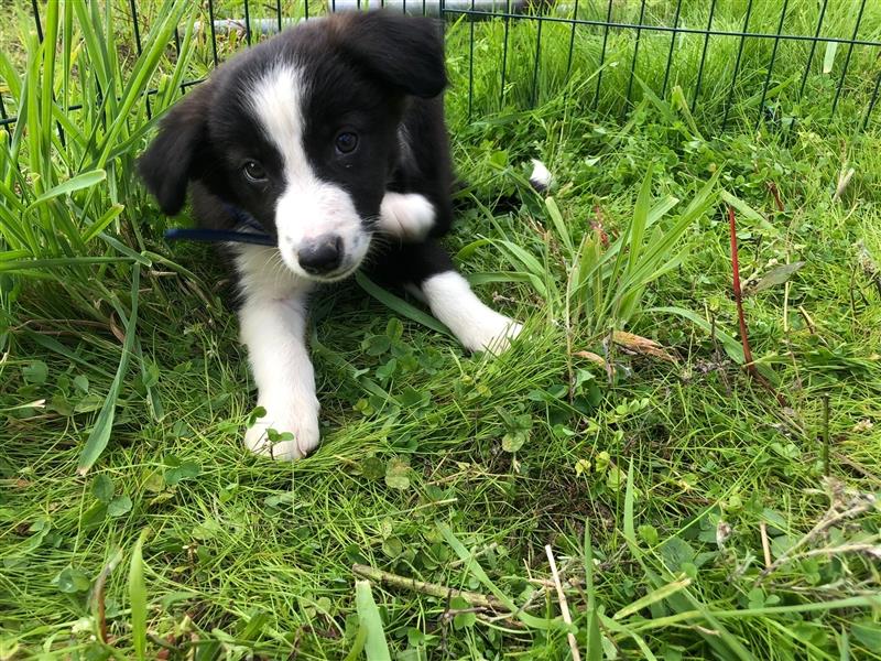 border collie