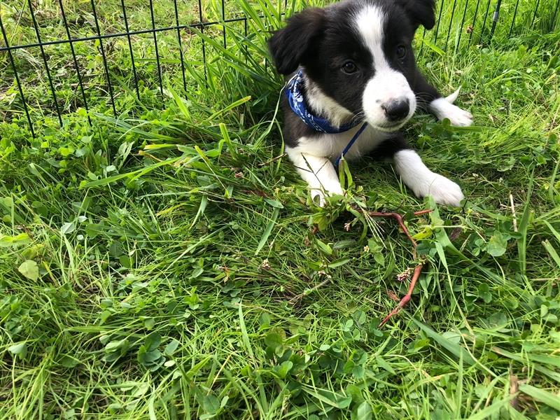 border collie