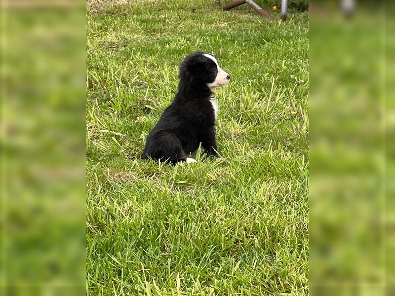 border collie