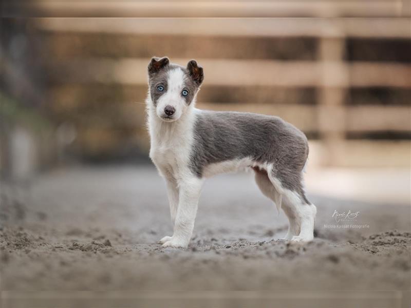 Border Collies