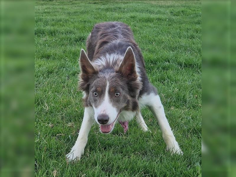 Border Collies