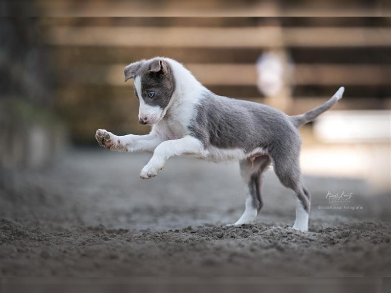 Border Collie