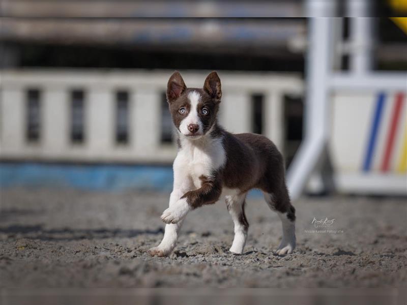 Border Collie