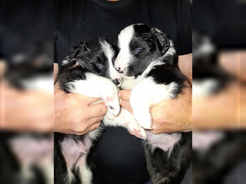 Border Collies