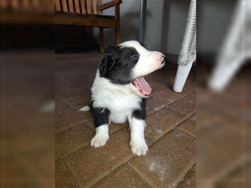 Border Collies