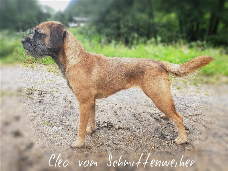 Border Terrier Wurfankündigung