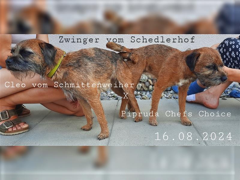 Border Terrier Wurfankündigung