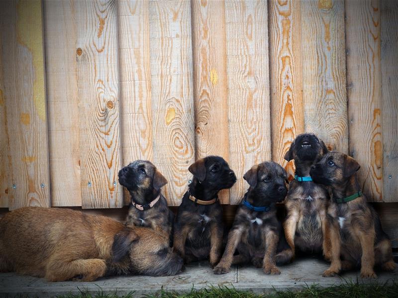 Border Terrier Wurfankündigung