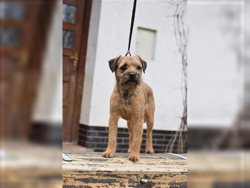 Border terrier welpen - Psi Mysteria FCI