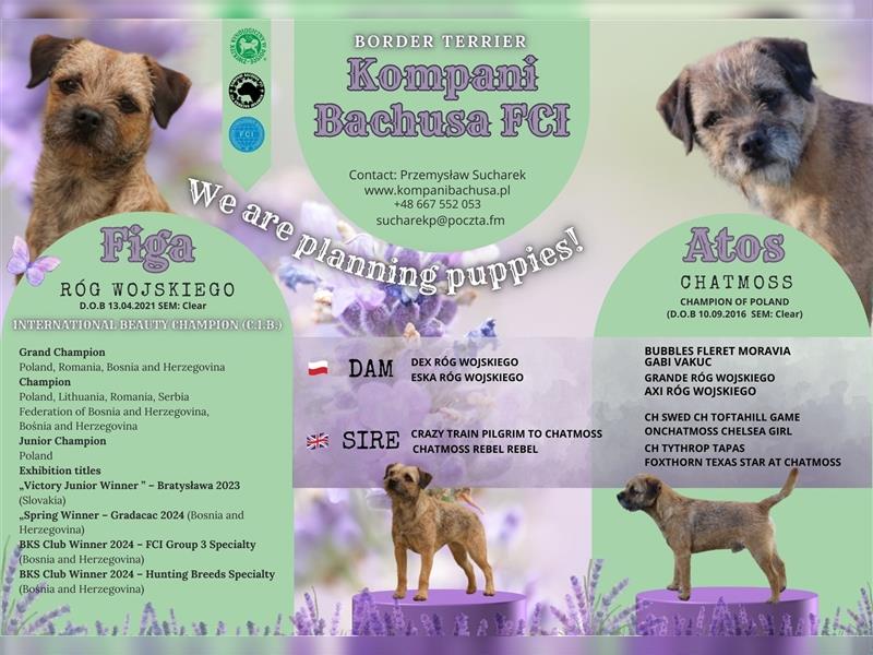 Border Terrier (nach herausragenden Champions) Kompani Bachusa FCI