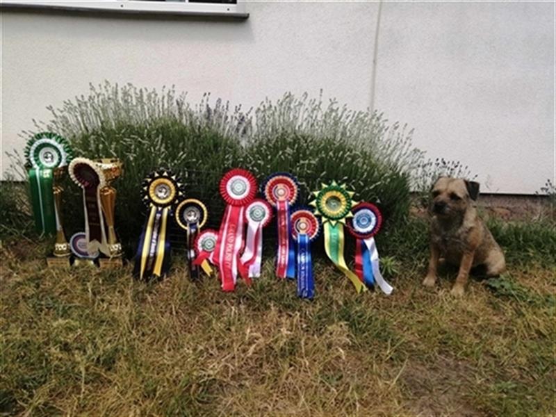 Border Terrier (nach herausragenden Champions) Kompani Bachusa FCI