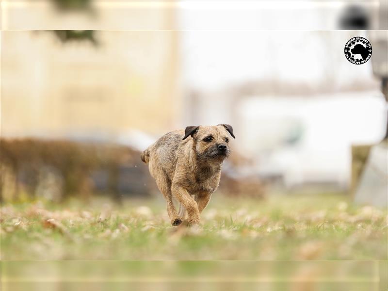 Border Terrier (nach herausragenden Champions) Kompani Bachusa FCI