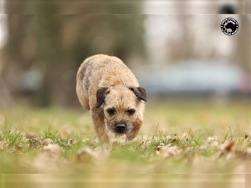 Border Terrier (nach herausragenden Champions) Kompani Bachusa FCI