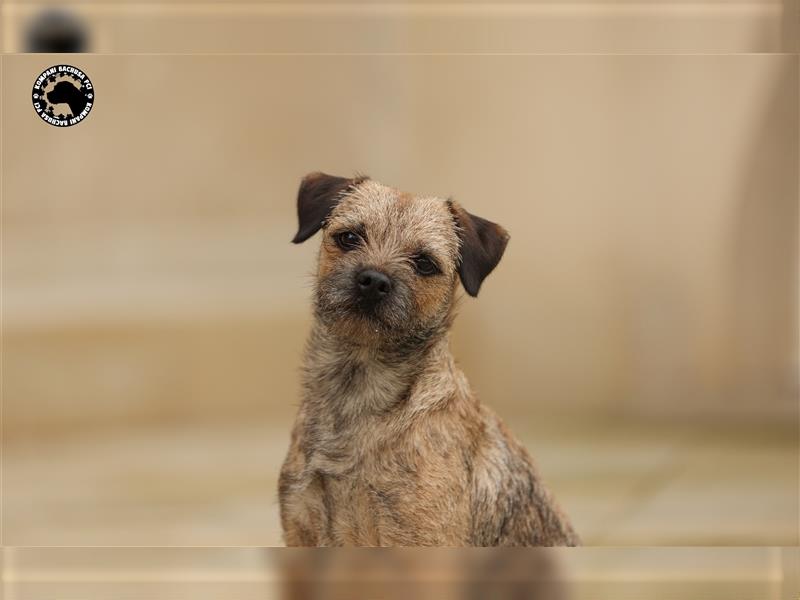 Border Terrier (nach herausragenden Champions) Kompani Bachusa FCI